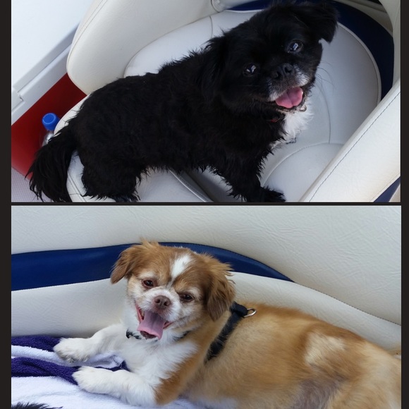 Meet your Posher, Melissa - Picture 4 of 6